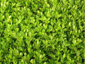 大叶黄杨：叶子大，黄杨树