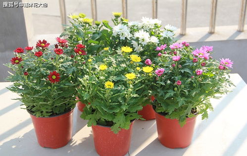 室内养护， 也得注意