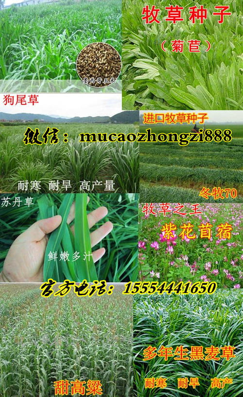 黑麦草：绿色养殖新宠