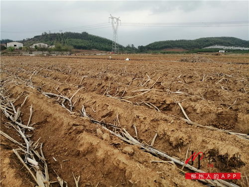 油茶亩产收益大揭秘：如何分析种植效益？