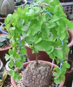 南非龟甲龙的独特之处