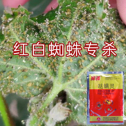 红蜘蛛的种类与危害