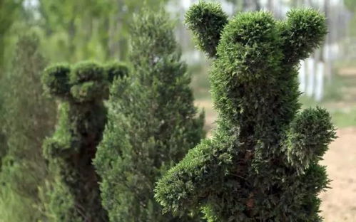 修剪的时候，要用锋利的剪刀，别伤到树皮。把病弱、交叉、过密的枝条剪掉，这样可依让树木通风透光，促进它健康生长。