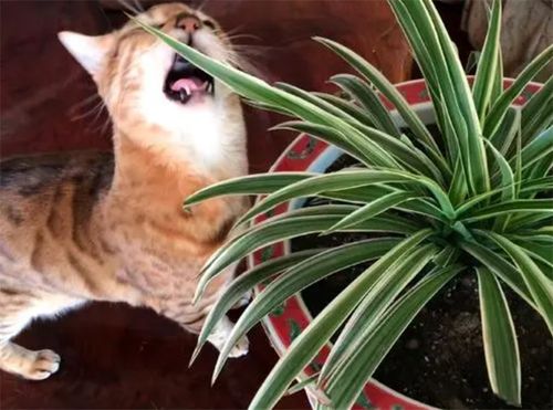 吊兰：猫咪的“小花园”