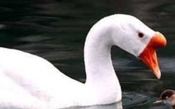 公母鹅头部特征大揭秘：区别一目了然！