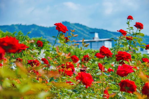 “幸福花养护指南”