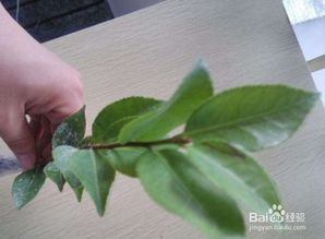 烂根茶花如何急救？