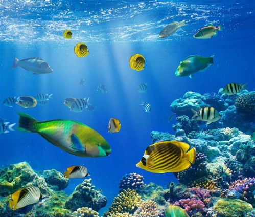 大海里有哪些植物和动物？这些生物你认识吗