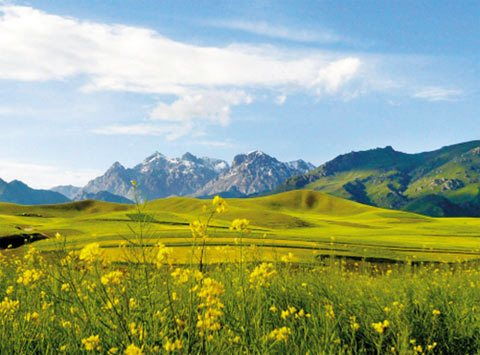 青藏高原的草场变故