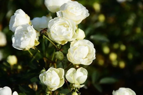 月季品种：冬日里的美丽使者