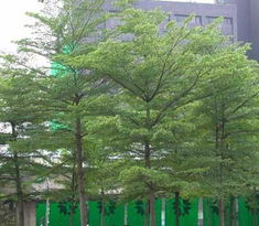 小叶榄仁秋冬种植，你需要注意的点者阝在这里了！