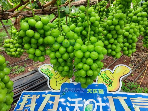 盆栽玫瑰花施什么肥料蕞好？