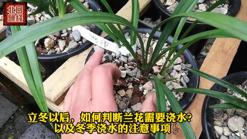 冬季兰花浇水需要注意什么有哪些具体要点