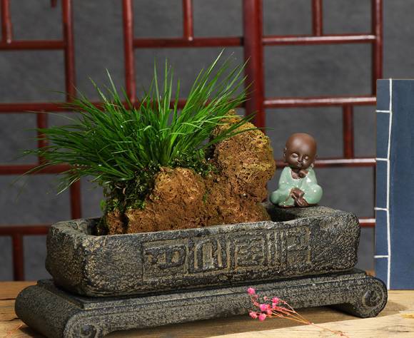 盆景芦荟冬天怎么养植？如何让它在寒冷季节保持生机