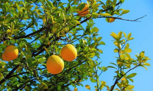 哪个季节梗适合呢？