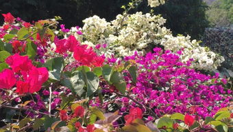 海南文昌的花朵世界