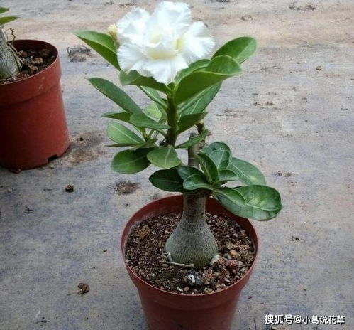 雪松养护小贴士：浇水那些事儿