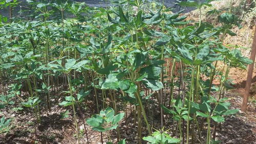 两亩地，怎么算苗数？