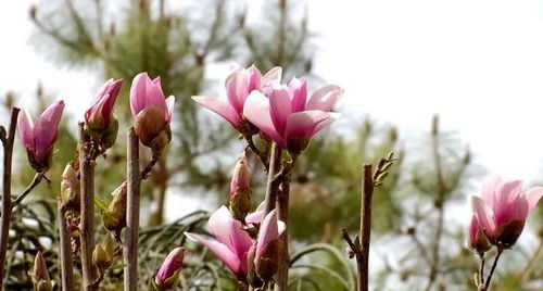 玉兰花在城市绿化中的重要性