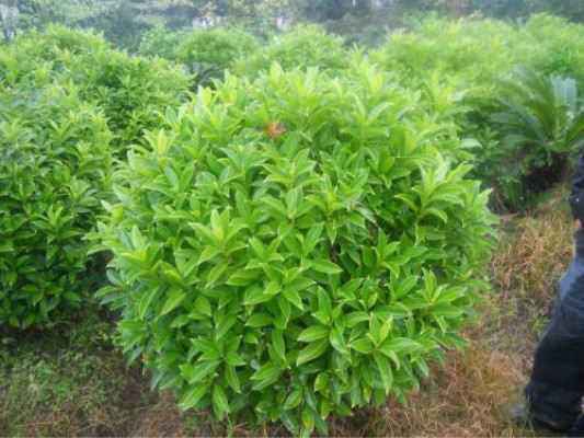 非洲茉莉繁殖之扦插术