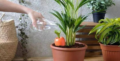 阳台盆栽的浇水学问