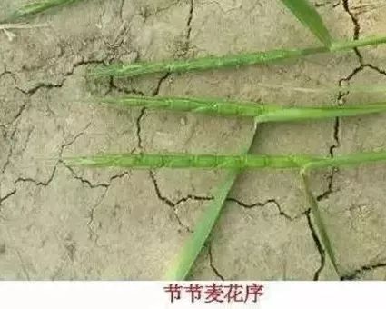 强力除草剂推荐