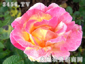 阿比莎林卡月季的花期之谜