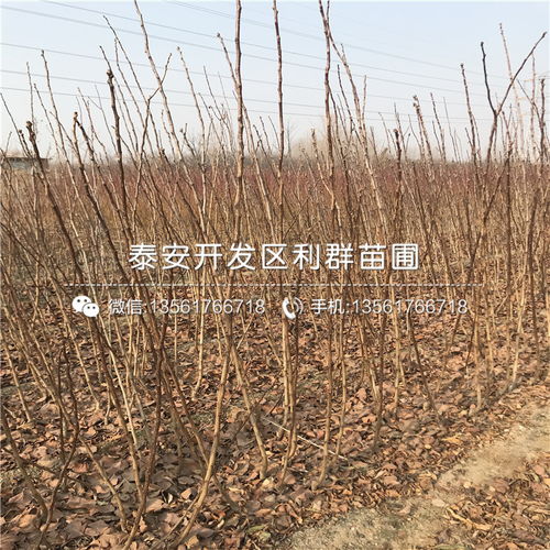 柿子树苗在园艺市场、苗圃或网上平台均可购买