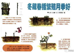 扦插枝条的原则