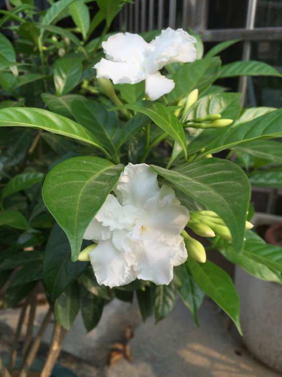 狗牙花“狗牙”嵌入，为何花形似犬齿