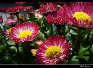 花花草草，我知道的太多啦！