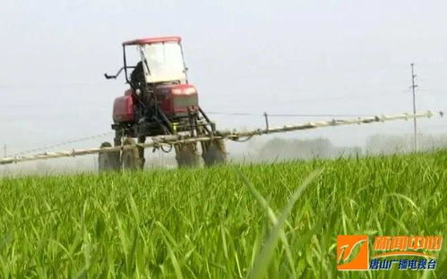 一亩地知母产量揭秘：传统种植与科学管理大比拼