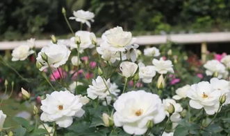 南方地区的月季花