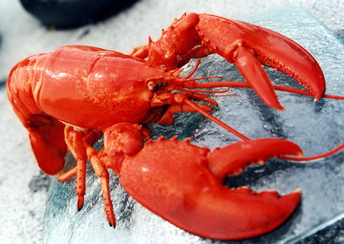 大龙虾，一种甲壳类海洋生物