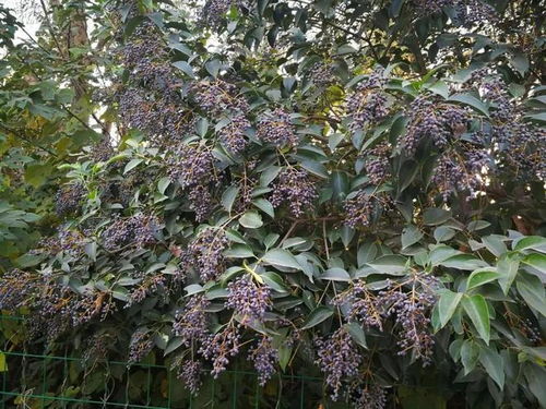 路边常见的一种绿化植物， 有点像米兰的椭圆叶子