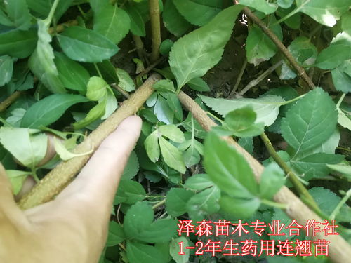 连翘苗扦插技巧