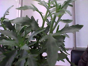 植物向光生长，这是为什么