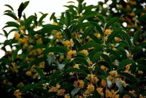 桂花， 融入生活的味道