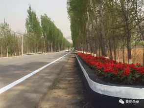 道路两旁种啥花草抗污染？揭秘5种耐活优选方案