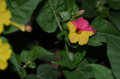 紫茉莉盛开时间如何养护才能茁壮成长？