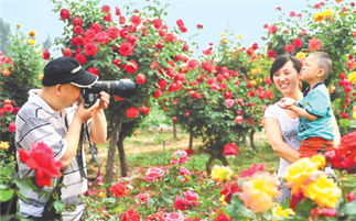 南阳市花月季：一朵花带富一方民