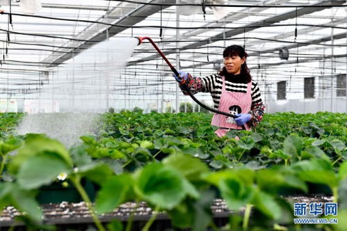 草莓苗种植时如何合理浇水才能保证其健康生长