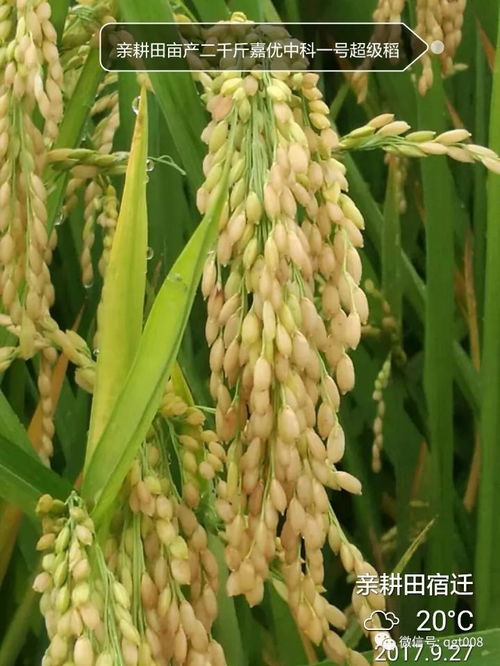风向也是个关键