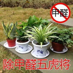 甲醛的烦恼， 盆栽来解忧