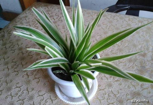 生根速度：嫩枝胜出