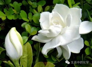 栀子花精油为何自然溢出？