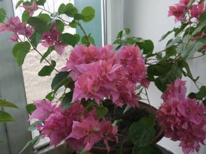 五、柠檬黄三角梅，耐寒又美丽的黄色品种