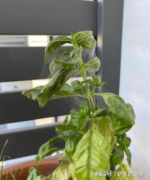 如何通过人工物理方法彻底清除花盆中的红蜘蛛