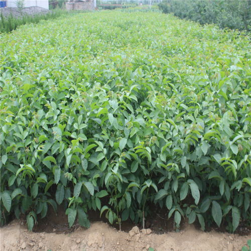 种植密度有讲究