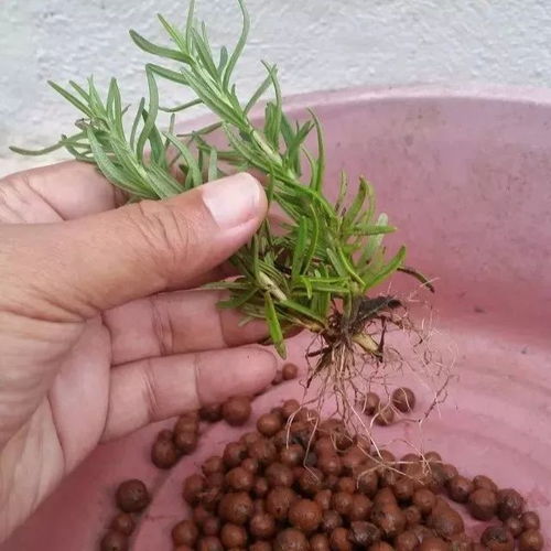 樱花树扦插技术，一种无性繁殖方法